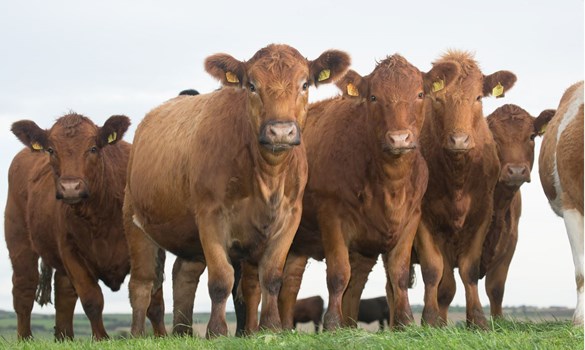 Group of red heifers